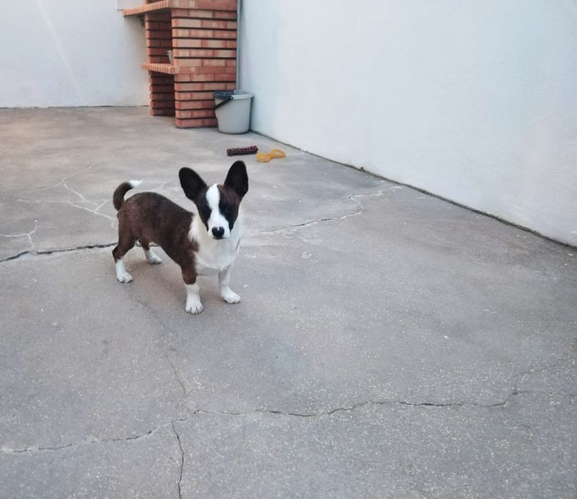 Fêmea Corgi com 5 meses