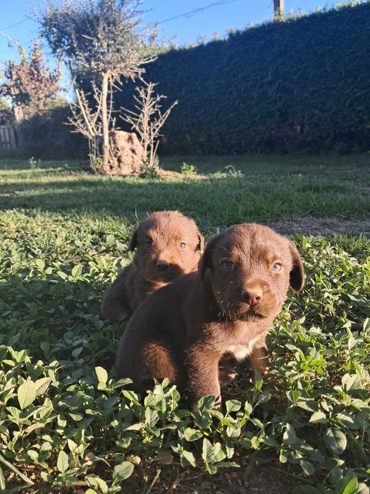 Cães para adoção