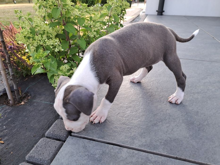 Amstaff   suczka