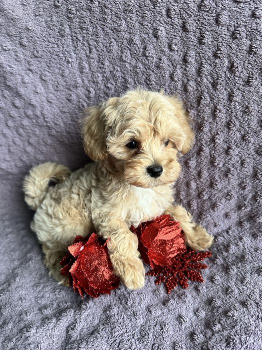 Продам красивые детки мальтипу