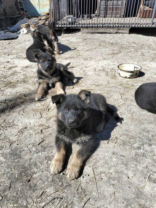 Німецька вівчарка