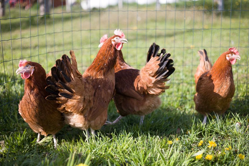 Kury Kokoszki nioski