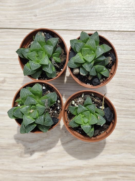 Haworthia Retusa