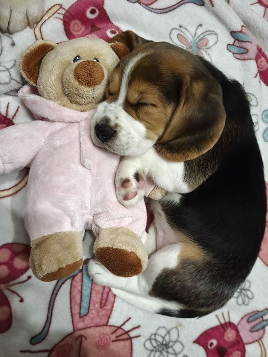 Бігль, цуценята біглята з документами ККУ