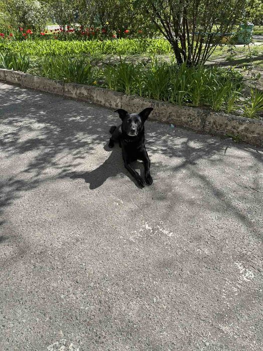 Знайдена собака троєщина