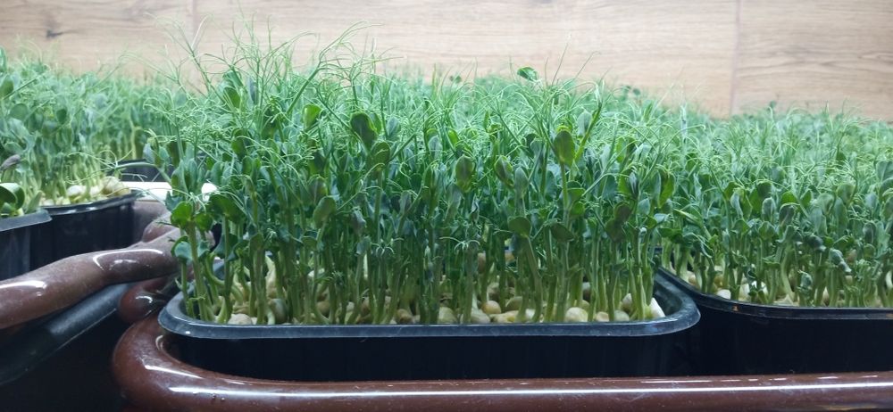 Мікрозелень гороху