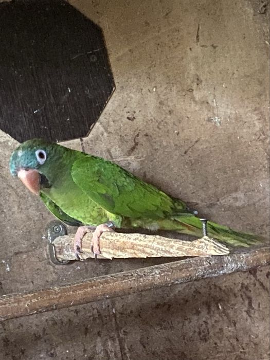Psittacara acuticaudatus ( conure cabeça azul )