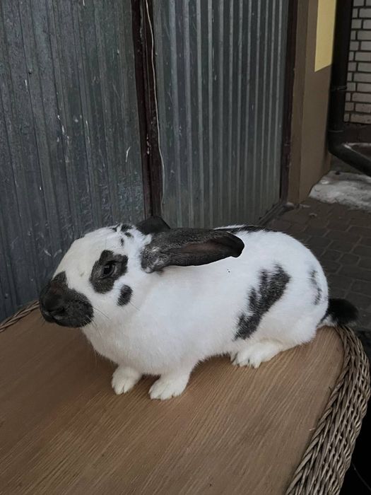 Продам кроликів.