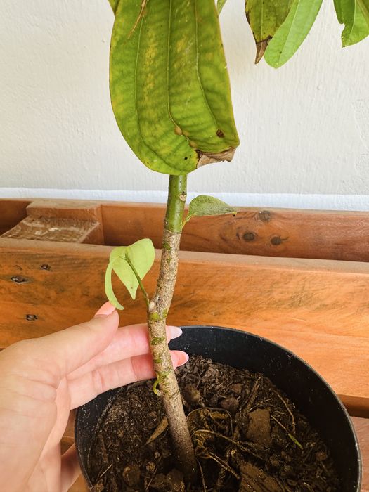 Árvore de CANELA Original