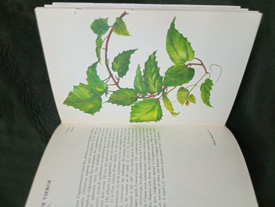 Plantes D' Appartement - Atlas Illustré de Jaroslav Oplt Relié	1976
