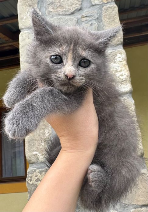 Кошення у добрі руки