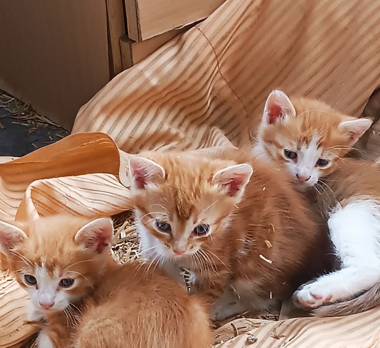 Кот котенок рыжий, кішка руда, помаранчева  ( Всіх кошенят забрали)