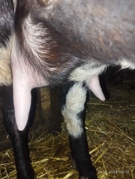 Редмі нот 12 про