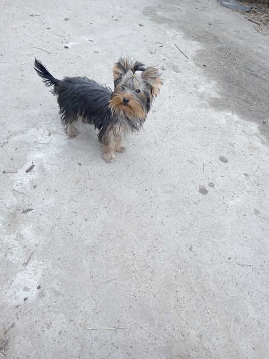 Гарненька чистопородна дівчинка, КСУ.