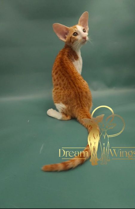 Ориентальный малыш