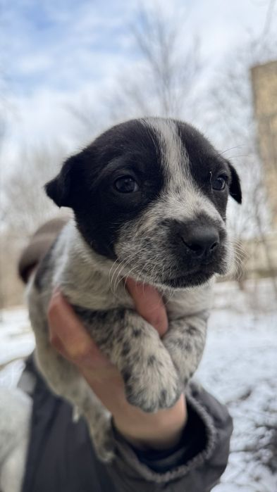 Хлопчик 2 місяці, Віддамо в добрі руки