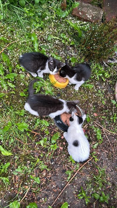 Kociątka do adopcji