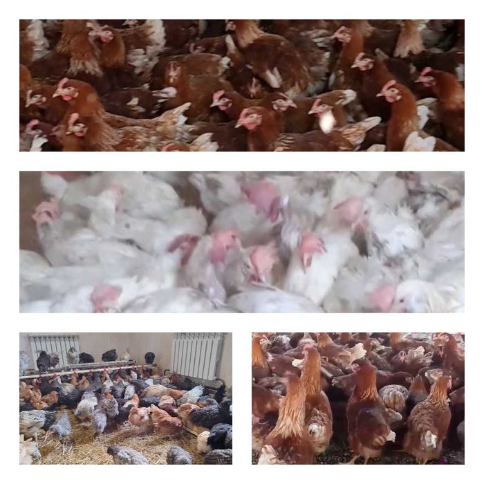 Продам кури несушки! Доставка безкоштовна. Солоне!