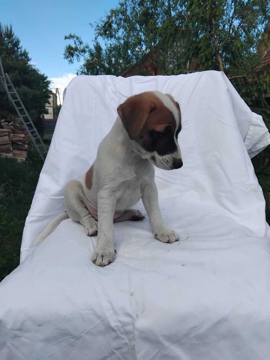 Jack Russel Terier