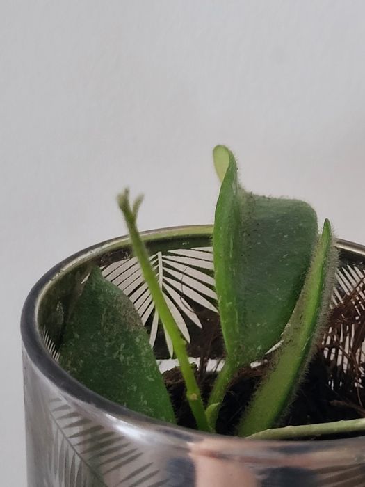 Hoya thomsonii ukorzeniona