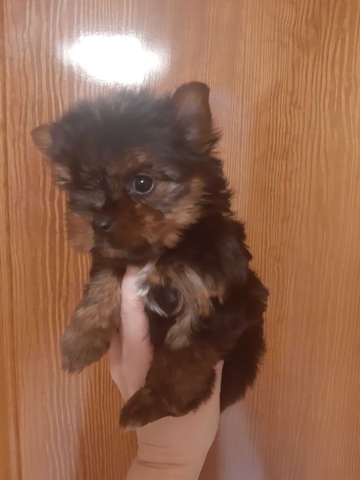 Супер МИНИ йорки!