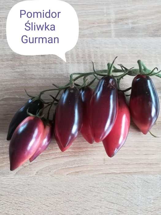 Śliwka Gurman ,Megagroniasty, Aurija i wiele innych odmian pomidora.