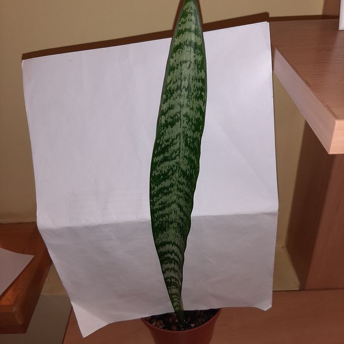 S. Zeylanica, Zeylanica