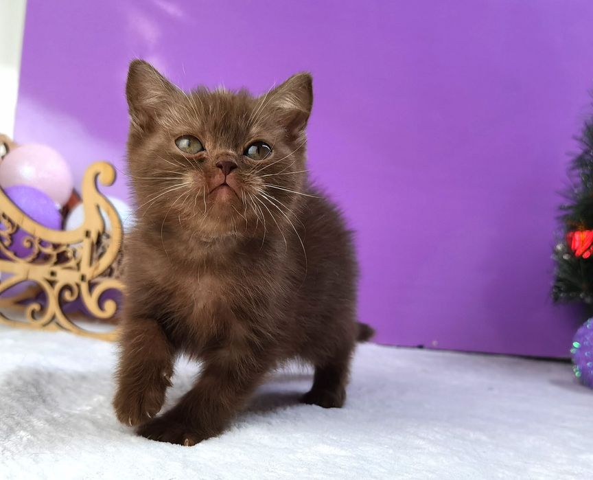 Шоколадна кішечка з документами