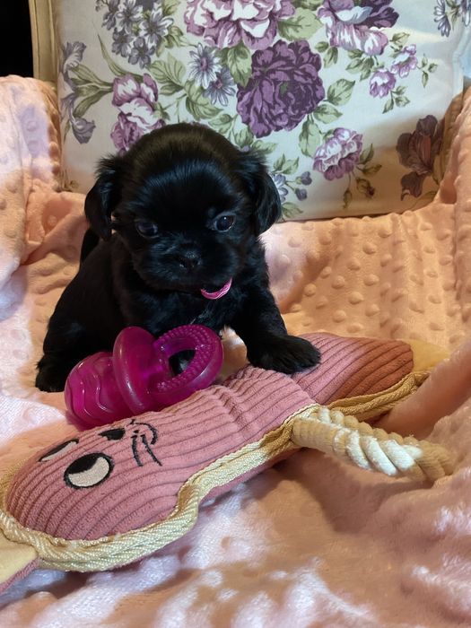 Shih - Tzu Salonowa Suczka Czarna