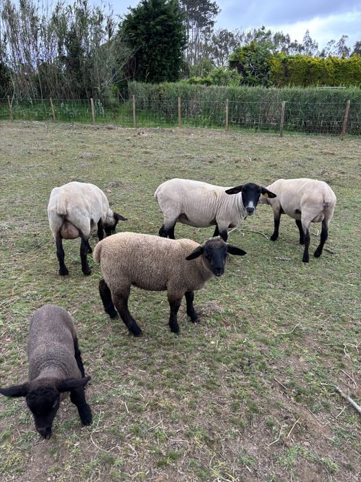 Ovelhas e borregos Suffolk