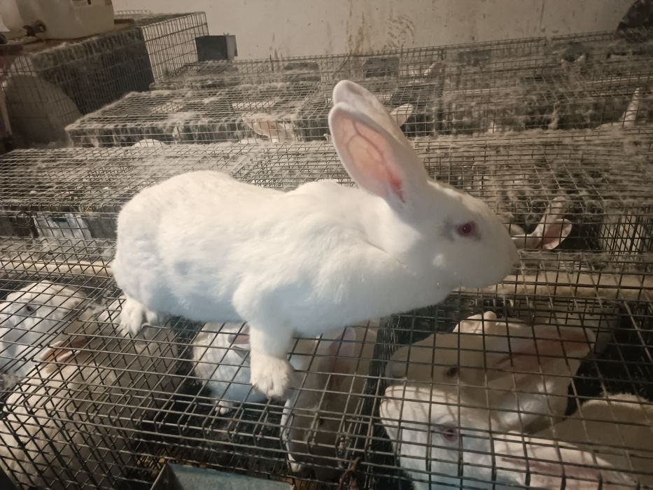 Кролі  Панон білий