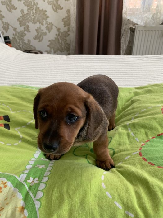 Цуценята породи «такси»