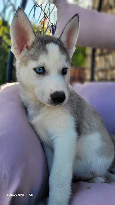 Siberian Husky Błekitne Oczy  Śliczny Maluch