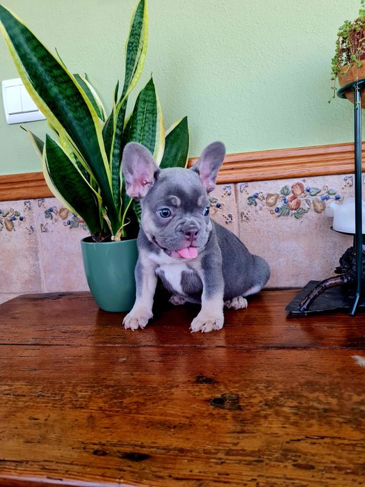 Excelente menino Bulldog/Bouledogue Francês de Qualidade