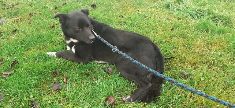 Misiek - ok. 5 letni pies, wymaga cierpliwego i kochającego domu.