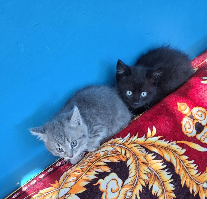 Котята в добрые руки