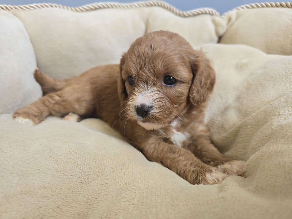 Cavapoo sunia śliczna