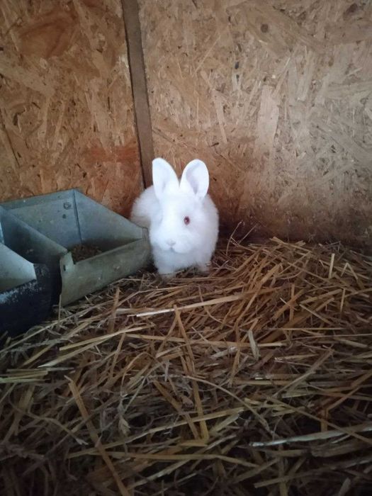 Кролики Новозеландський білий