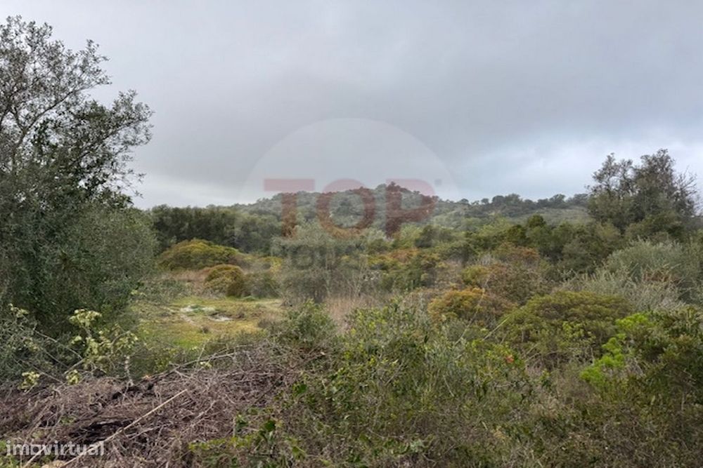 Terreno Rustico em Estoi