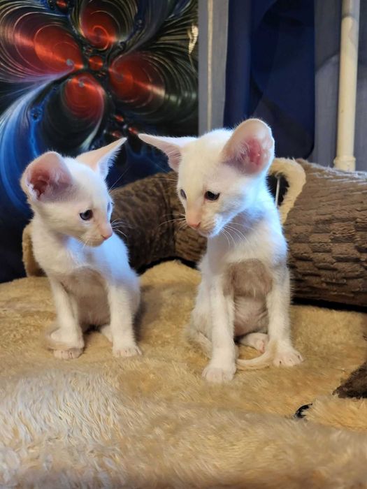 Предлагаем изумительных ориентальных котят.
