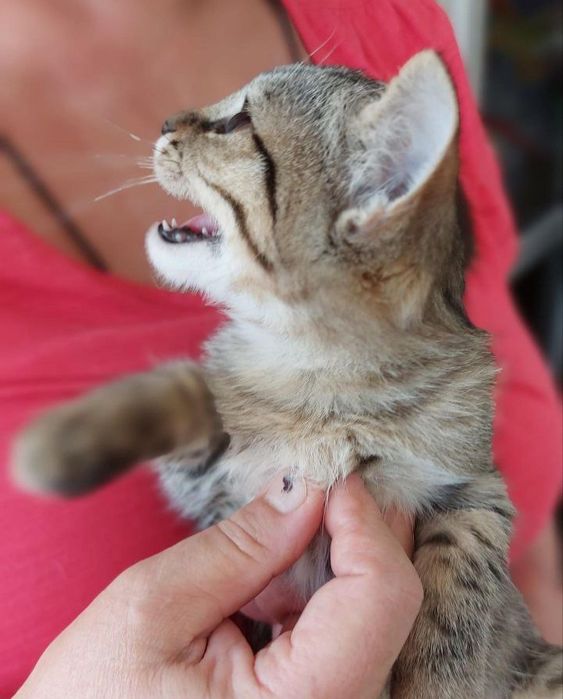 Тигровый котенок мальчик