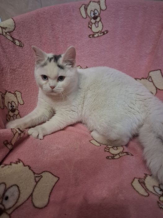 Блакитноока красуня