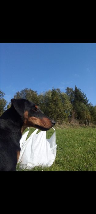 Віддам безкоштовно яга.