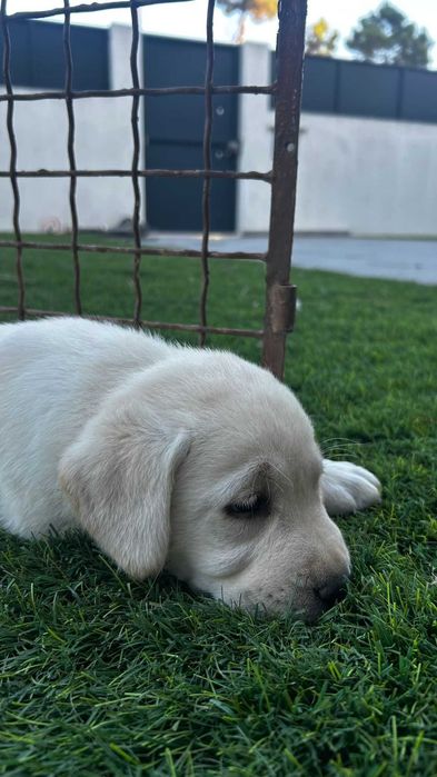 Cachorro Labrador com LOP