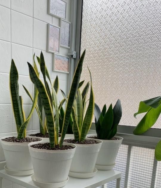 Planta “Espada-de-São-Jorge”