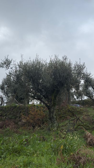 Vendem-se oliveiras maduras, saudáveis e bem desenvolvidas, ideais para jardins, quintas, herdades ou projetos de paisagismo.