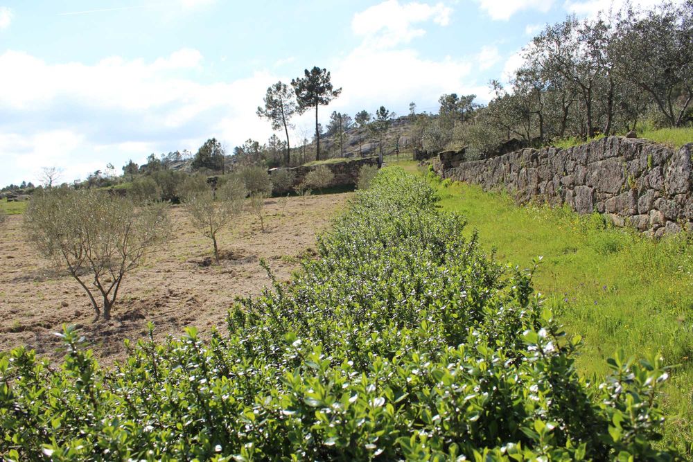 Terreno 53.265 m² com casa de granito, Olival DOP/DOC