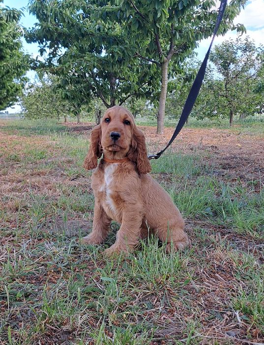 Cocker spaniel angielski PIESEK