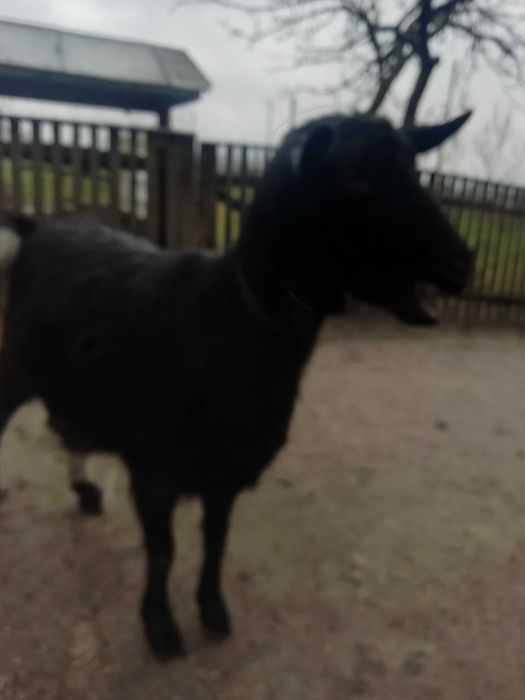 Продам КІТНУ козу