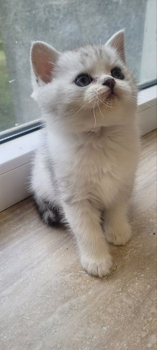 Кошенята шиншили